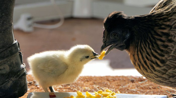 В РФ растет производство яиц и мяса кур