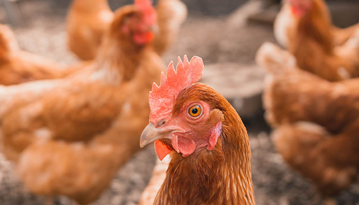 Птицеводы заявили о «колоссальном» избытке мяса птицы РФ на рынке